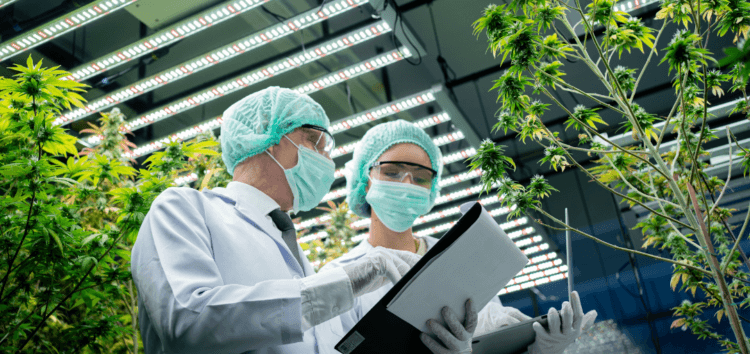 Addressing Occupational Health in the Cannabis Industry | Mobile Health